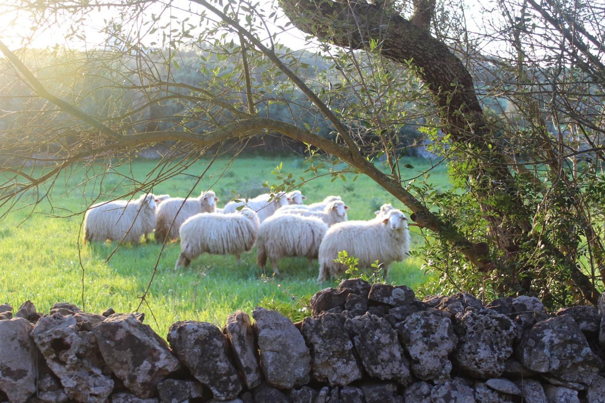 Agroturismo Santa Mariana Alaior Luaran gambar