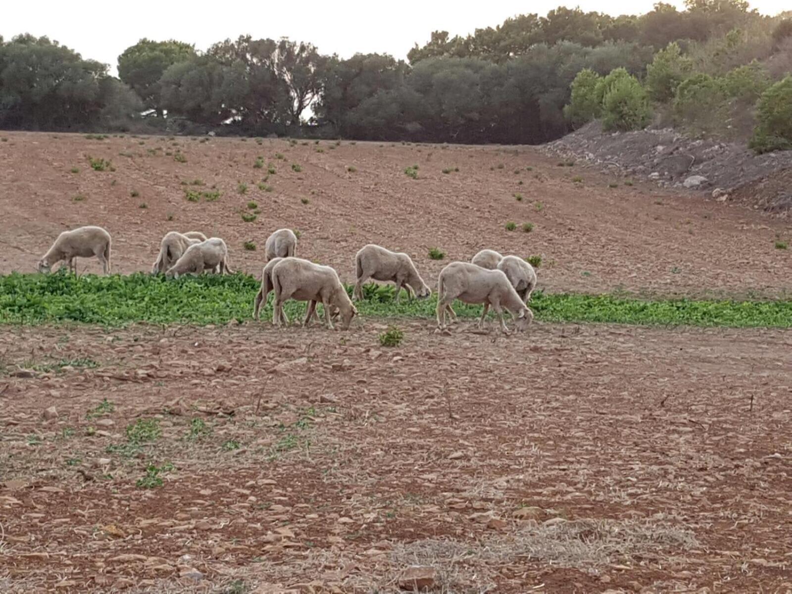 Agroturismo Santa Mariana Alaior Luaran gambar