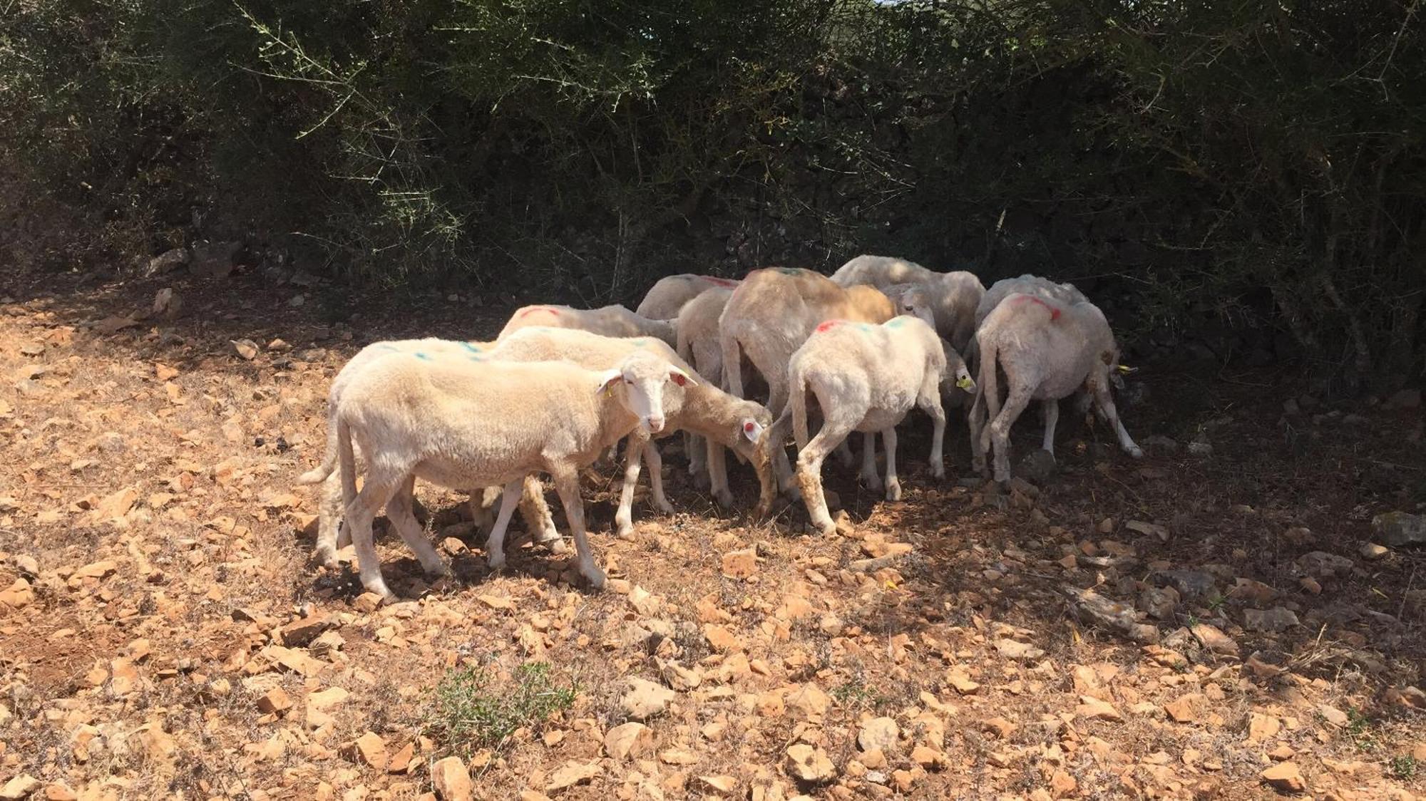 Agroturismo Santa Mariana Alaior Luaran gambar